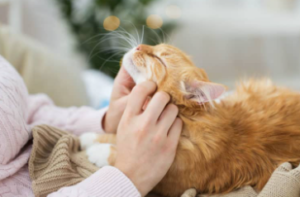 고양이