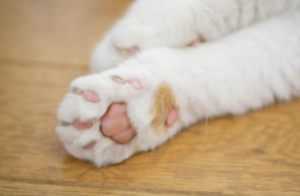 고양이