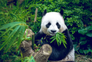 판다
