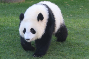 판다