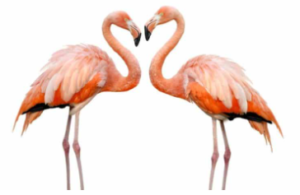플라밍고