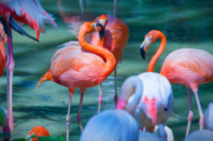 플라밍고