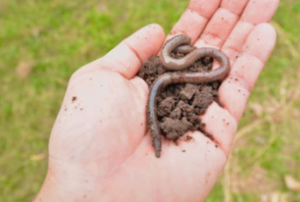 지렁이