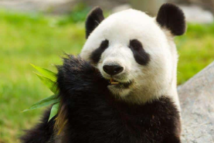 팬더