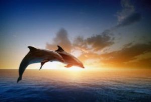 돌고래