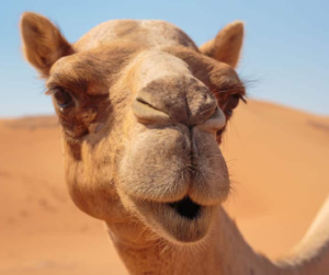 낙타