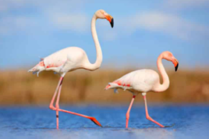 플라밍고