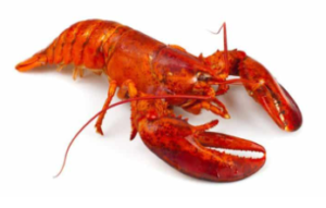 랍스터