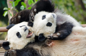 판다