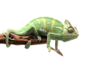 카멜레온