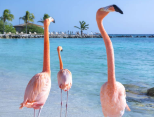 플라밍고